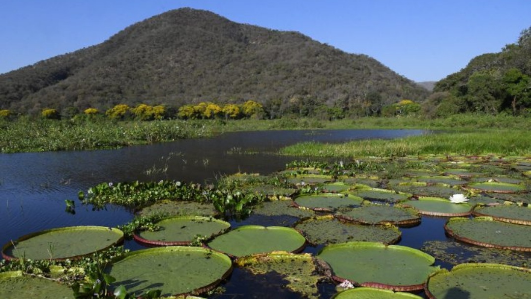 Pantanal brasileiro &eacute; destaque em campanha global in&eacute;dita com a National Geographic