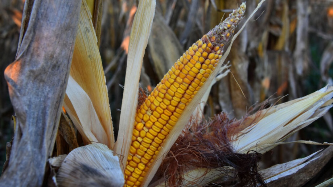 Mato Grosso do Sul tem safra recorde de milho safrinha