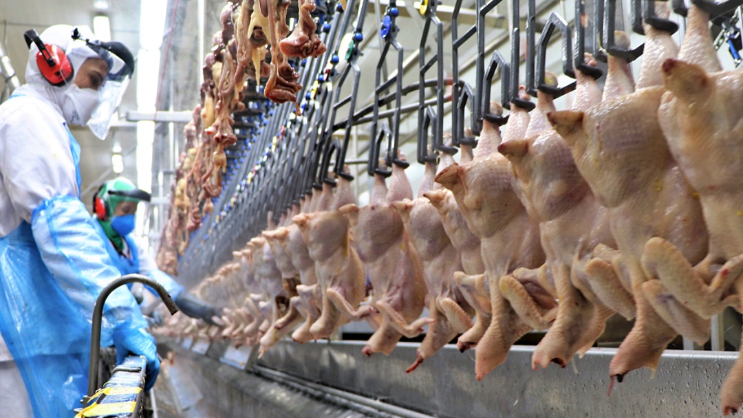 Exporta&ccedil;&otilde;es de Sidrol&acirc;ndia crescem 59% no primeiro semestre, mesmo com embargo da China