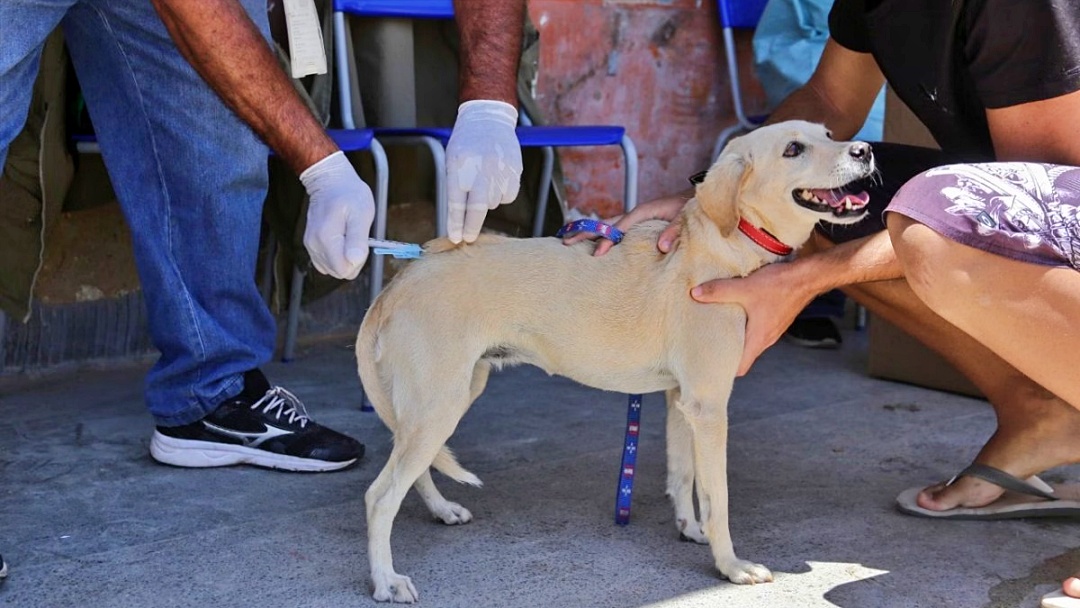 Secretaria de Sa&uacute;de inicia campanha para vacinar c&atilde;es e gatos