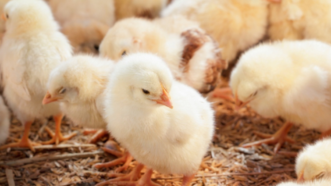 Brasil conquista abertura de 6 mercados agropecu&aacute;rios em Burkina Faso