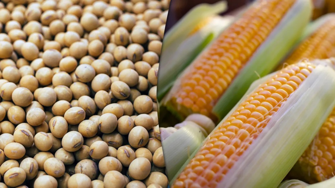 Produção agrícola nacional recua 3,9% em 2024 e soma R$ 783,2 bilhões