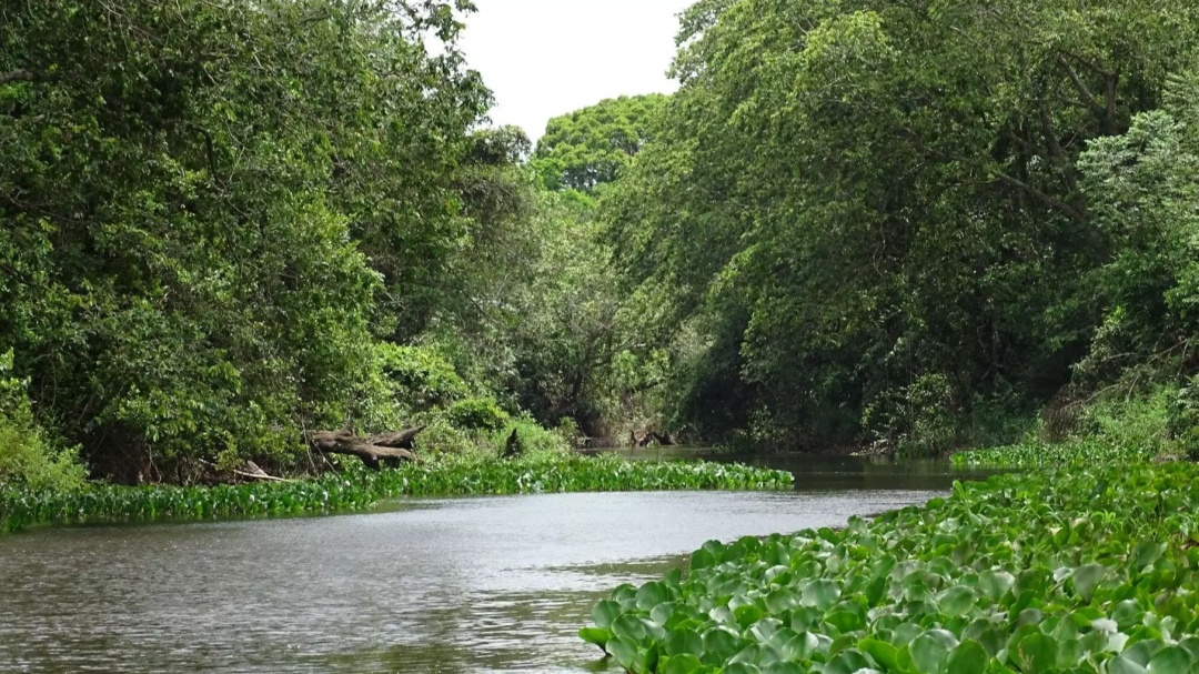 Opera&ccedil;&atilde;o contra o desmatamento na Mata Atl&acirc;ntica envolve 17 estados, entre eles MS