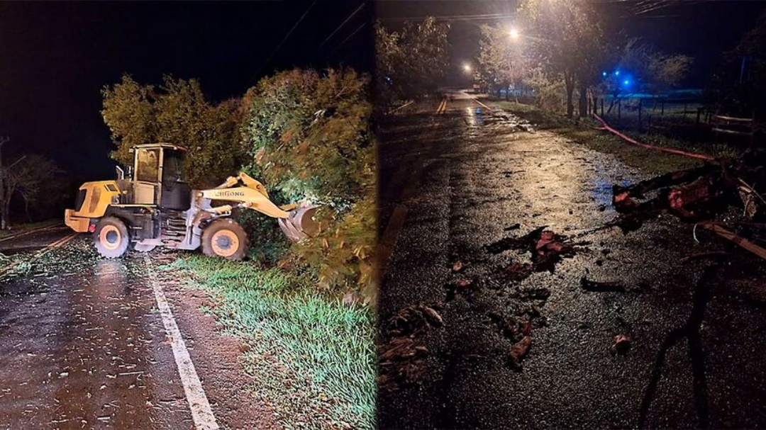 Temporal derruba &aacute;rvores de grande porte em Bonito   