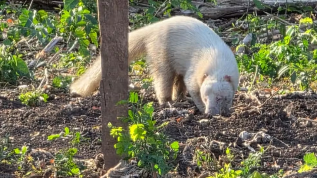 Em rara apari&ccedil;&atilde;o, quati albino surge em assentamento de Corumb&aacute;