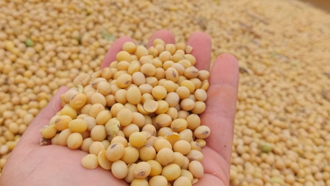 &Oacute;leo de soja se aproxima do farelo na margem da ind&uacute;stria