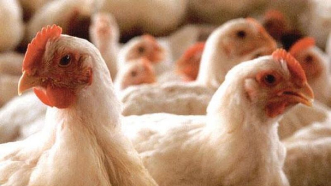 Produ&ccedil;&atilde;o de aves cai, mas ovos avan&ccedil;am 22,7% em MS