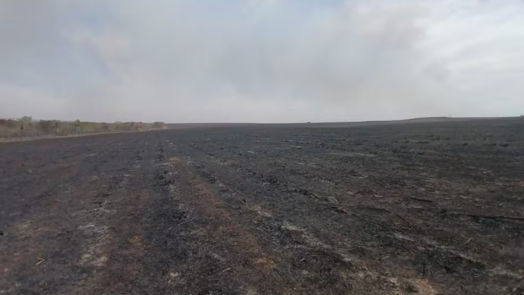 Fazendeiro &eacute; multado em quase R$ 5 milh&otilde;es ap&oacute;s inc&ecirc;ndio em colheita de cana destruir &aacute;rea protegida em MS