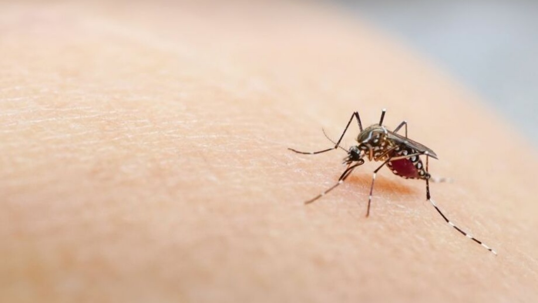 Mato grosso do Sul tem 5 vezes mais casos de Chikungunya que em todo ano de 2024   