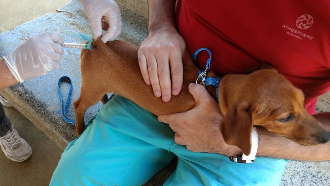 Sidrol&acirc;ndia promove no s&aacute;bado dia D da Vacina&ccedil;&atilde;o Antirr&aacute;bica