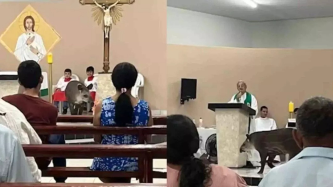 Anta invade igreja e sobe no altar durante missa em MS