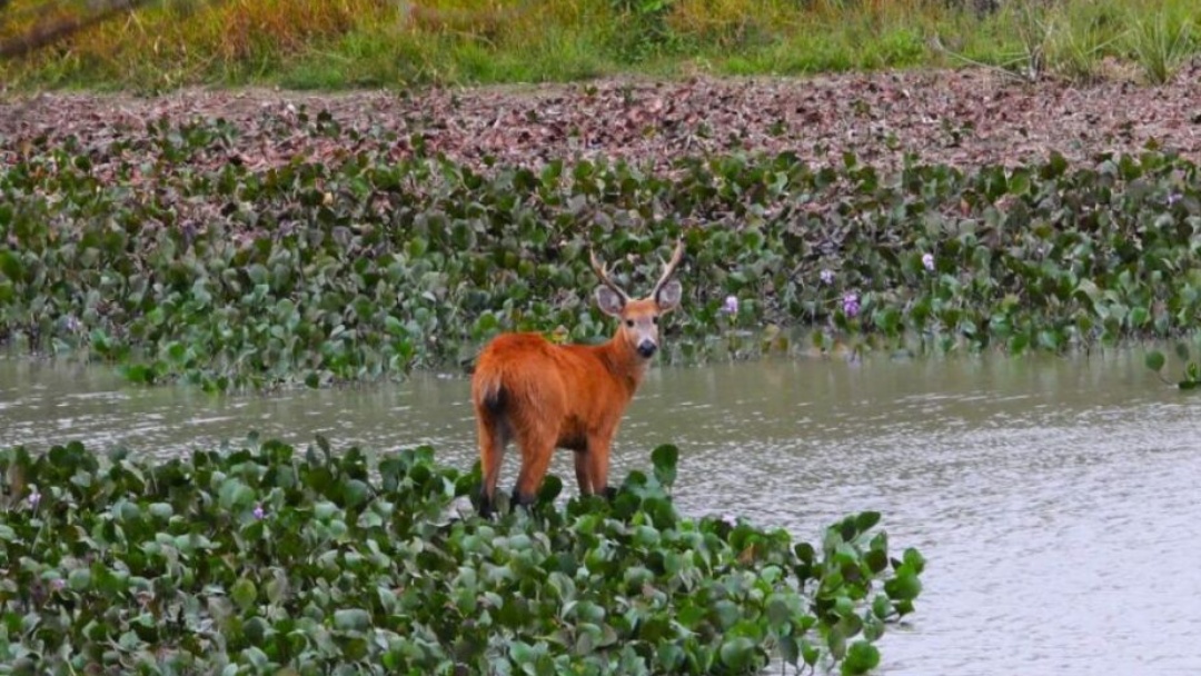 Estado terceiriza distribui&ccedil;&atilde;o de R$ 33 milh&otilde;es do Fundo Pantanal   
