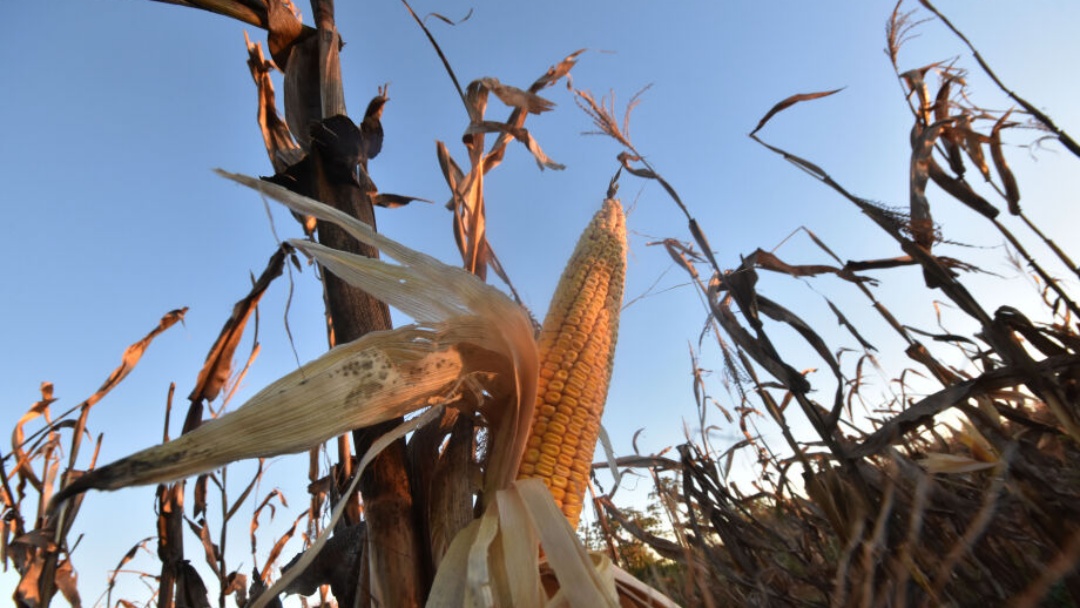 MS aposta no etanol de milho e prev&ecirc; produ&ccedil;&atilde;o igual &agrave; da cana em dois anos   