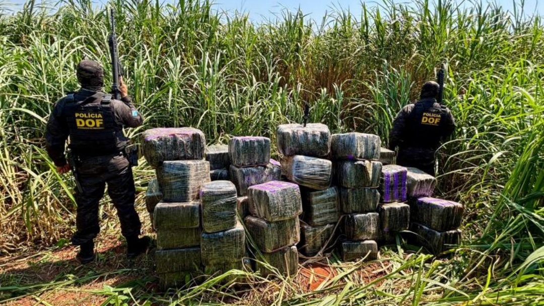Pol&iacute;cia encontra quase uma tonelada de maconha e skunk escondida em assentamento rural