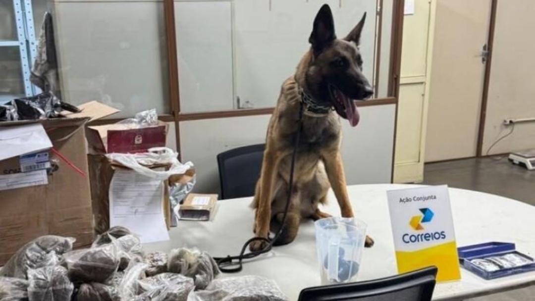 Cão farejador ajuda a interceptar drogas em encomendas postais