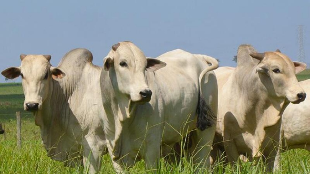 Mato Grosso do Sul registra alta no mercado do boi gordo em outubro