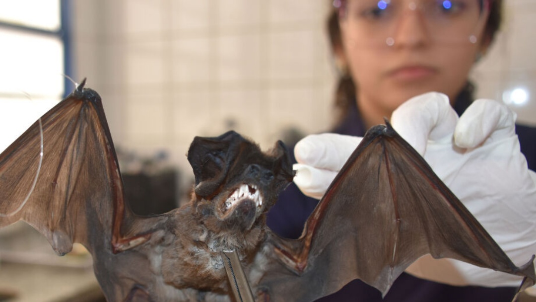 Campo Grande acende alerta com 10 casos de morcegos com raiva   