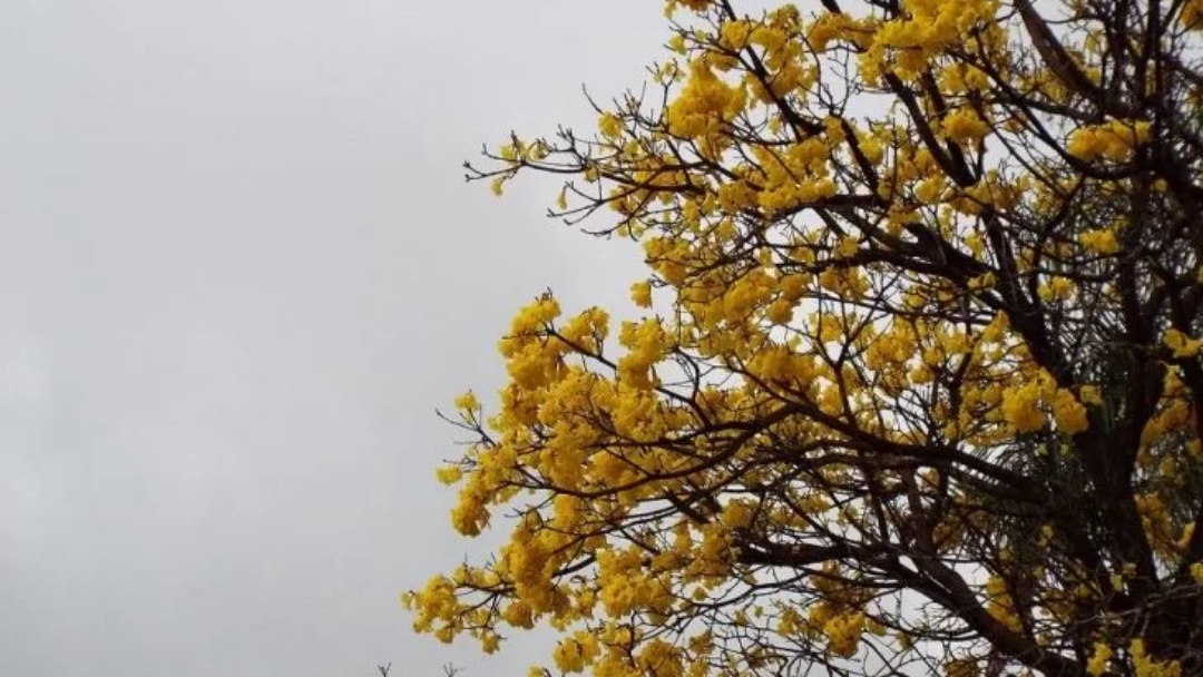 Com frio at&iacute;pico para outubro, Mato Grosso do Sul marca m&iacute;nima de 9&deg;C nesta ter&ccedil;a-feira