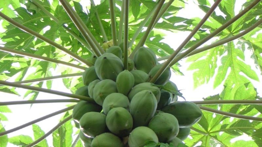 Baixa demanda derruba pre&ccedil;o do mam&atilde;o em regi&otilde;es produtoras