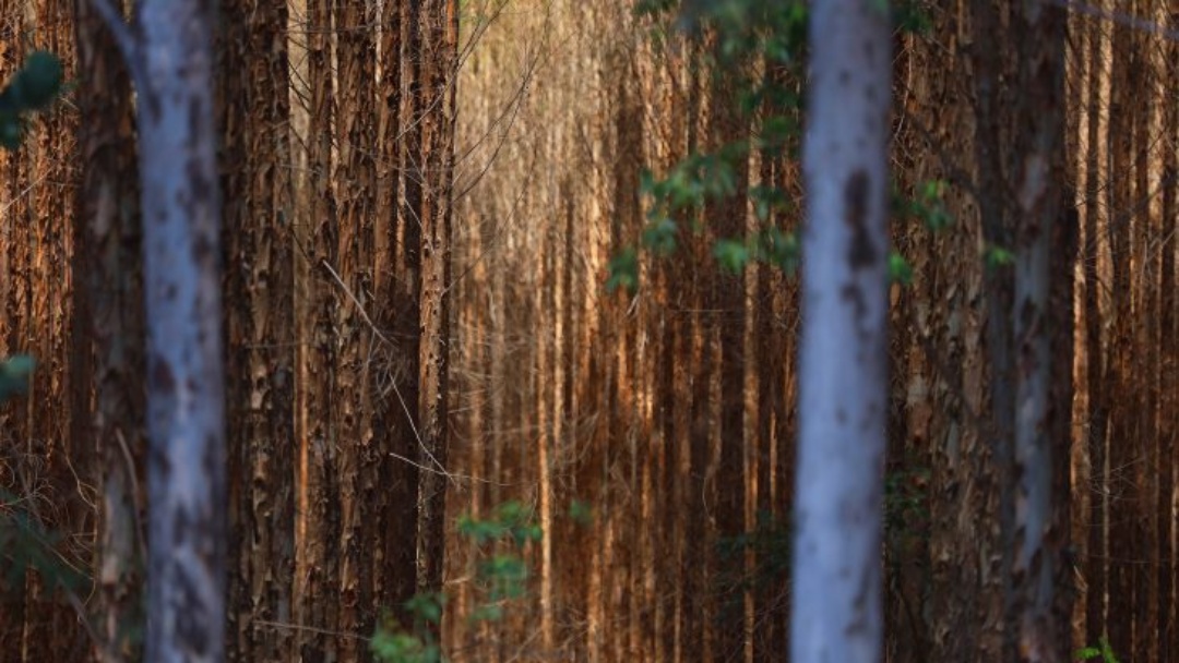 Base florestal em Mato Grosso do Sul deve crescer 40% at&eacute; 2028