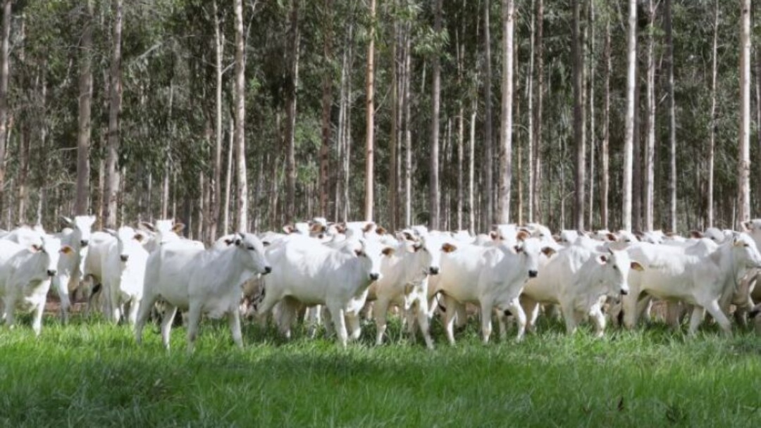 Declara&ccedil;&atilde;o de Rebanho: 2&ordf; etapa come&ccedil;a em 1&ordm; de novembro