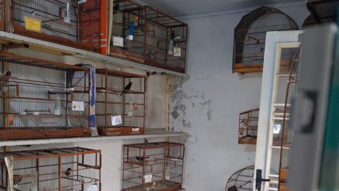 Opera&ccedil;&atilde;o nacional em combate a crimes ambientais realiza a&ccedil;&otilde;es em 4 cidades de MS