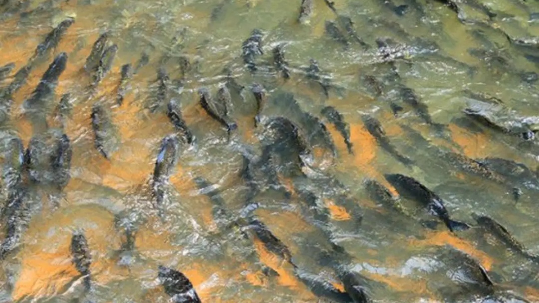 Piracema ir&aacute; come&ccedil;ar em MS; veja a data final e o que &eacute; proibido