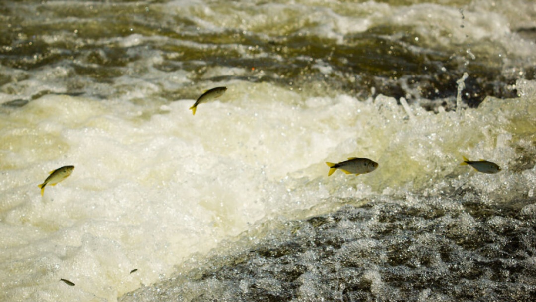 Presidente Lula edita MP que aperta regras para concess&atilde;o do seguro-defeso a pescadores