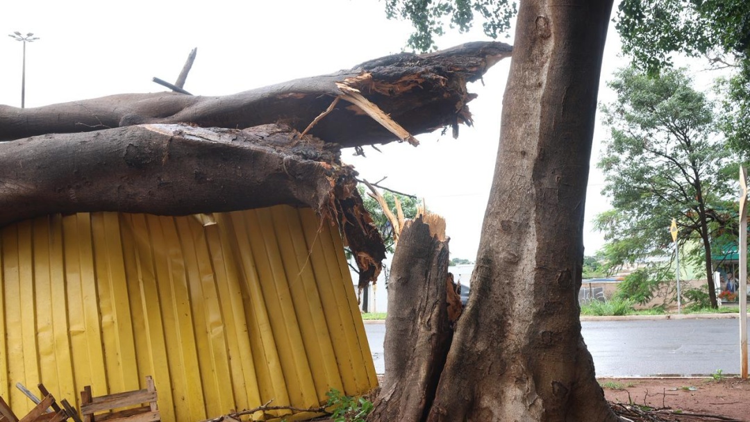 Temporal derrubou quase 100 &aacute;rvores em Campo Grande