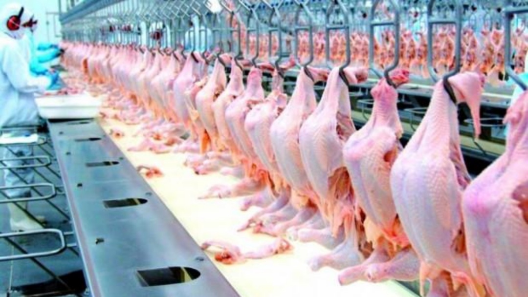 Ap&oacute;s suspens&atilde;o, produtores de frango de MS retomam exporta&ccedil;&otilde;es para a China