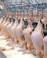 Ap&oacute;s suspens&atilde;o, produtores de frango de MS retomam exporta&ccedil;&otilde;es para a China