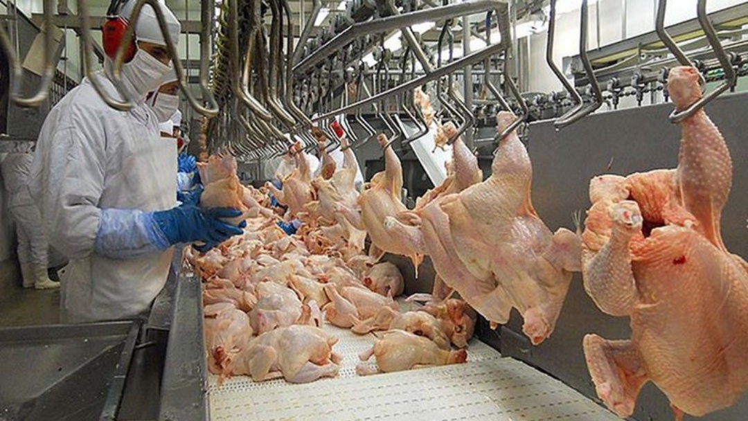 Sidrol&acirc;ndia tem crescimento nas exporta&ccedil;&otilde;es de frango mesmo com embargo chin&ecirc;s