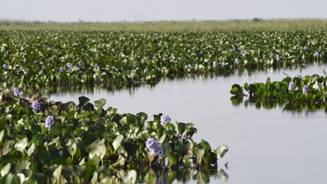 Riedel e Verruck apresentam Carbono Neutro de MS na COP30   