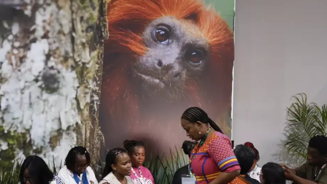 COP30: financiamento, transi&ccedil;&atilde;o e adapta&ccedil;&atilde;o &agrave;s mudan&ccedil;as s&atilde;o centrais das negocia&ccedil;&otilde;es