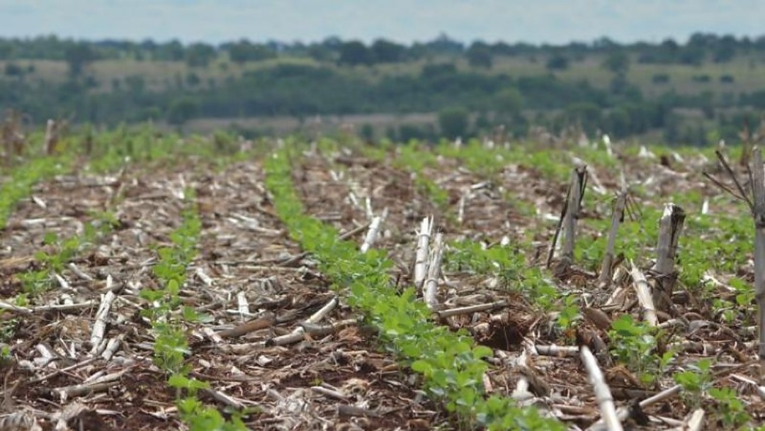Agro brasileiro &eacute; destaque na COP30 como aliado nas metas clim&aacute;ticas