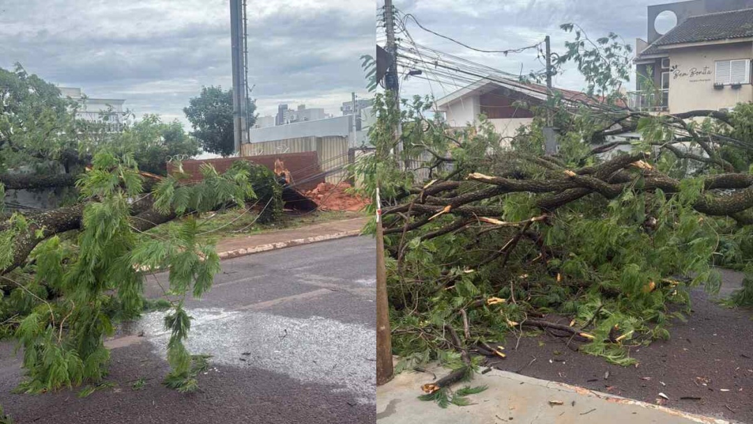 Queda de &aacute;rvore sobre fia&ccedil;&atilde;o el&eacute;trica deixa moradores presos: &lsquo;port&otilde;es est&atilde;o energizados&rsquo;