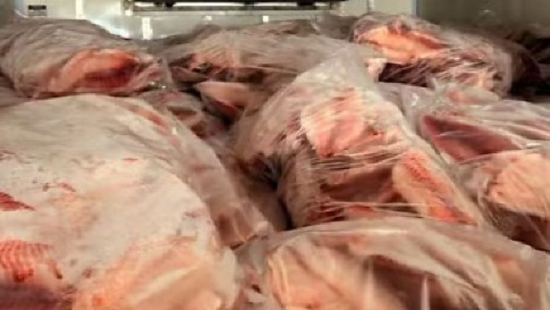 Fiscaliza&ccedil;&atilde;o flagra transporte irregular de 5 toneladas de til&aacute;pia em Mato Grosso do Sul