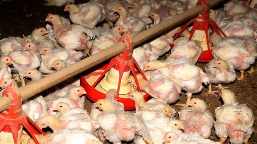 Rebanho de aves cresce 13% e agro supera 100 mil empregos 