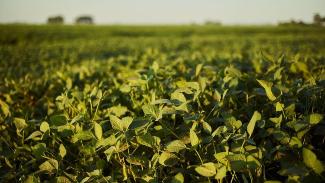 Produ&ccedil;&atilde;o agr&iacute;cola de MS deve chegar a 76,9 milh&otilde;es de toneladas em 2025