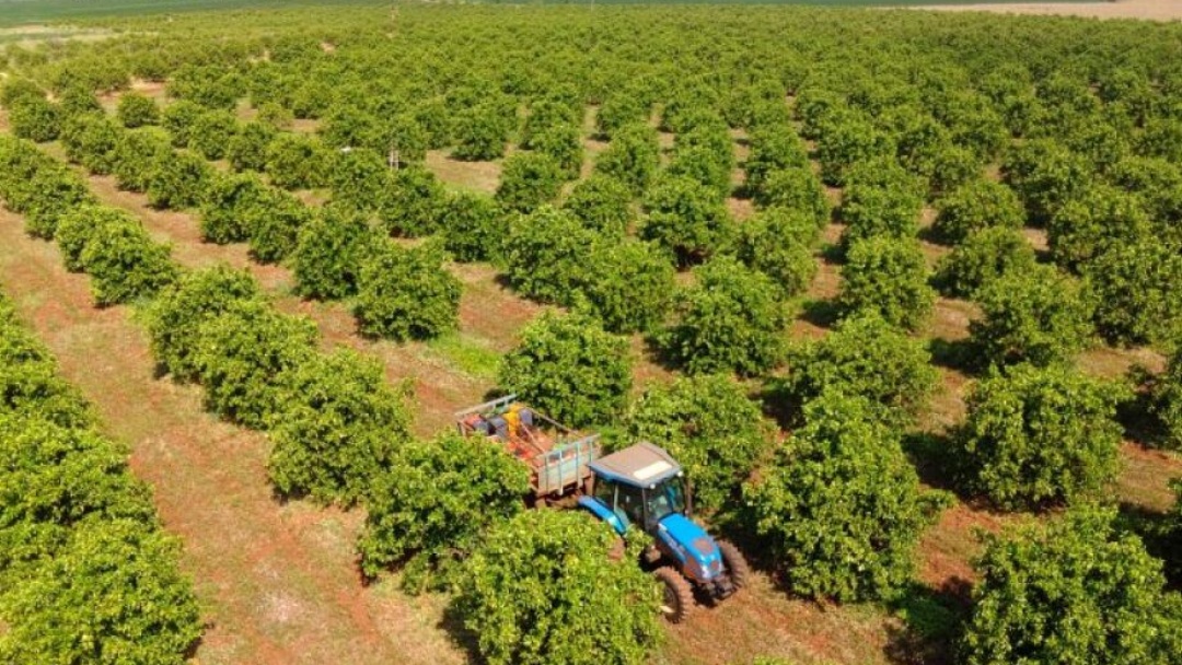 Citricultura deve ganhar mais 30 mil hectares em MS nos pr&oacute;ximos anos  