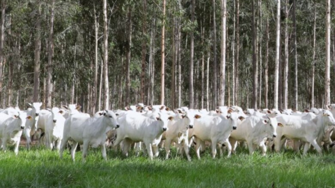 Produtores t&ecirc;m at&eacute; hoje para fazer declara&ccedil;&atilde;o de rebanhos