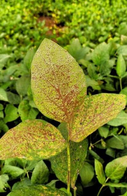 1&ordm; foco de ferrugem asi&aacute;tica da safra &eacute; confirmado em Mato Grosso do Sul