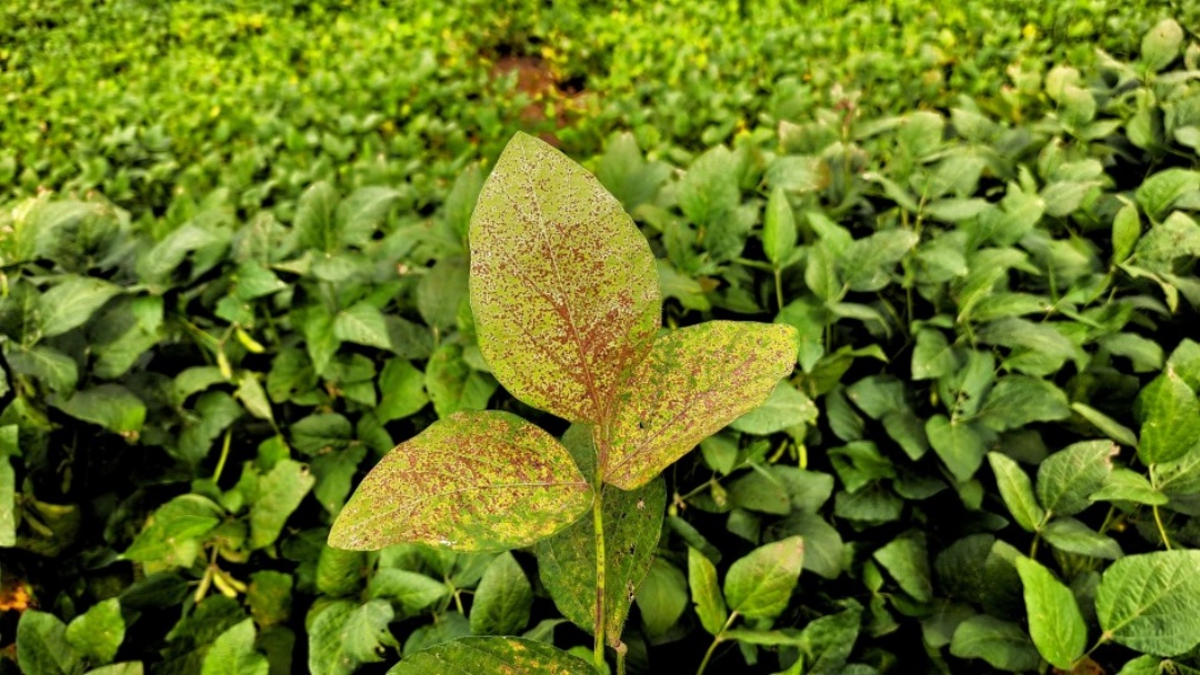 1º foco de ferrugem asiática da safra é confirmado em Mato Grosso do Sul