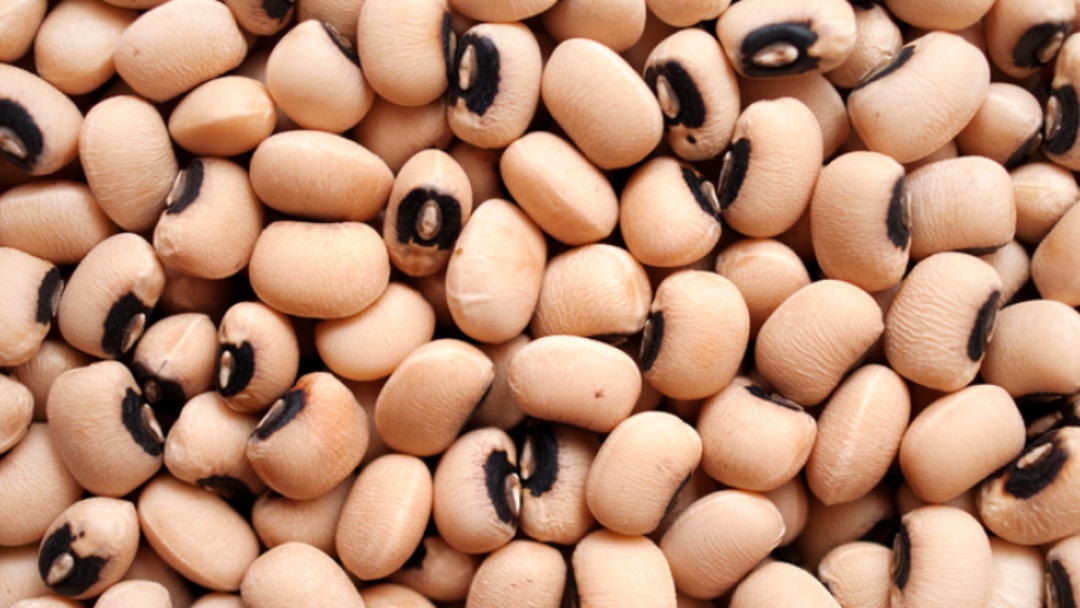 Brasil amplia acesso a mercados e passa a exportar macad&acirc;mia para a &Iacute;ndia e feij&otilde;es para a R&uacute;ssia