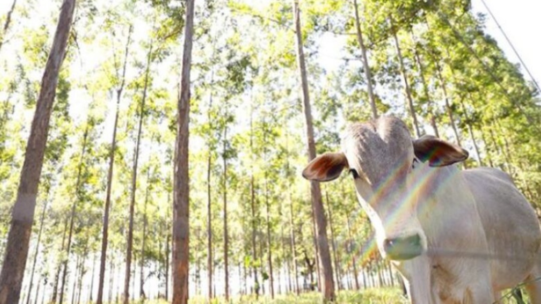 MS se consolida como referência na agropecuária sustentável