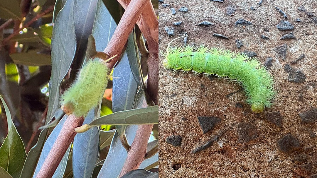 Moradores do S&atilde;o Bento relatam invas&atilde;o de taturanas e cobram a&ccedil;&atilde;o urgente da Sa&uacute;de