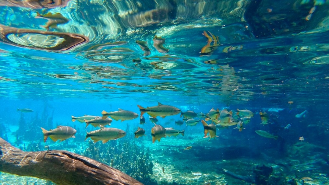 Bonito come&ccedil;a cobrar neste s&aacute;bado R$ 15,00 de taxa de visita&ccedil;&atilde;o