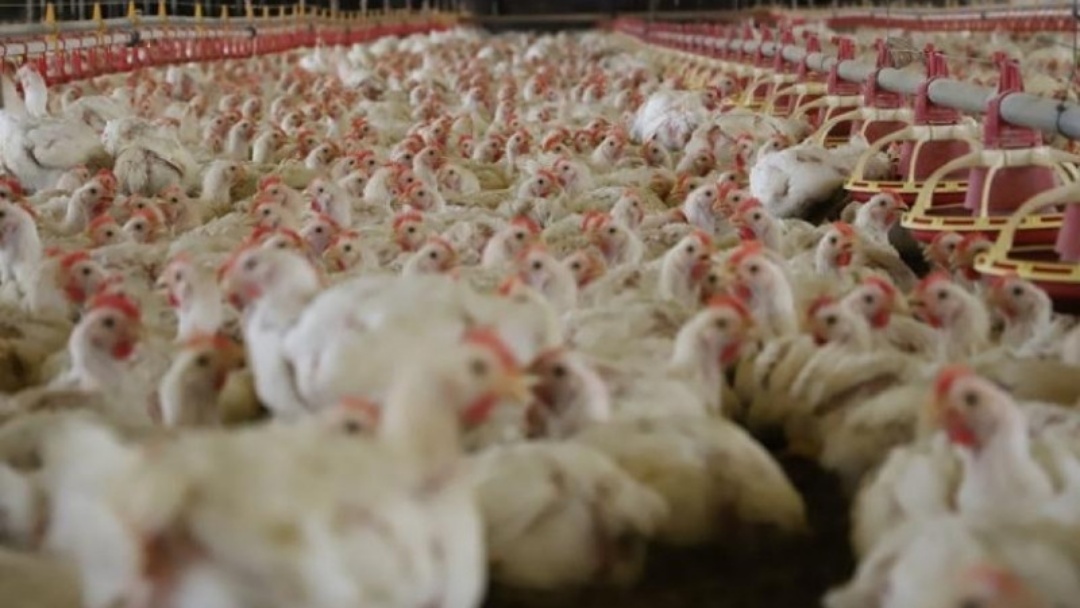 A Carne de frango ganha competitividade frente &agrave;s concorrentes