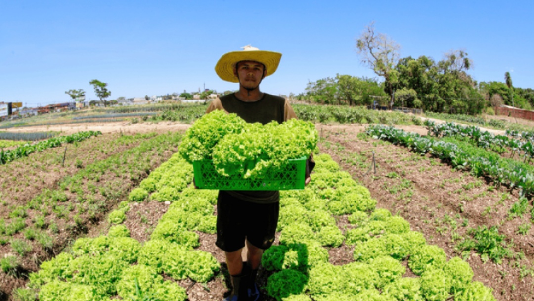 Brasil atinge menor taxa de desemprego da hist&oacute;ria e renda rural aumenta