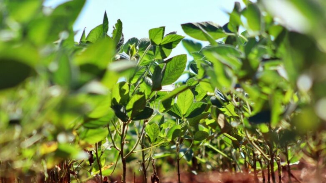 MS ainda tem quase 1 milh&atilde;o de hectares de soja sem cadastro